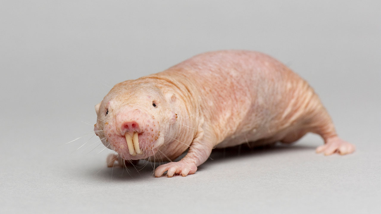 A naked mole-rat